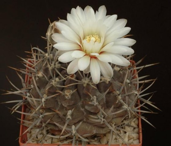 Gymnocalycium_brachypetalum